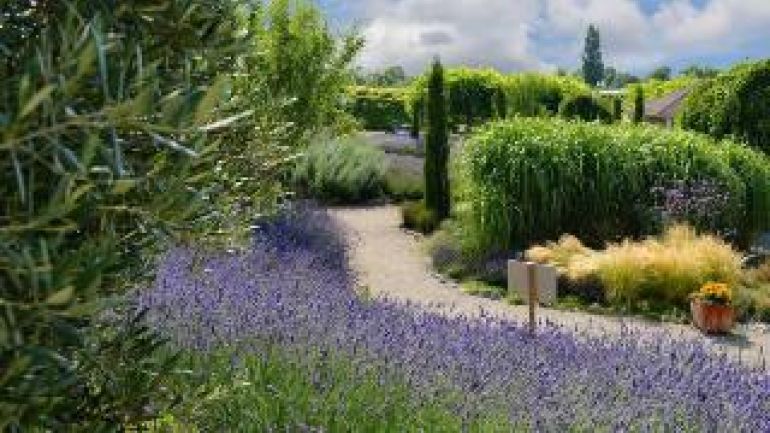 copyright: MA 42 Hügel mit Lavendel