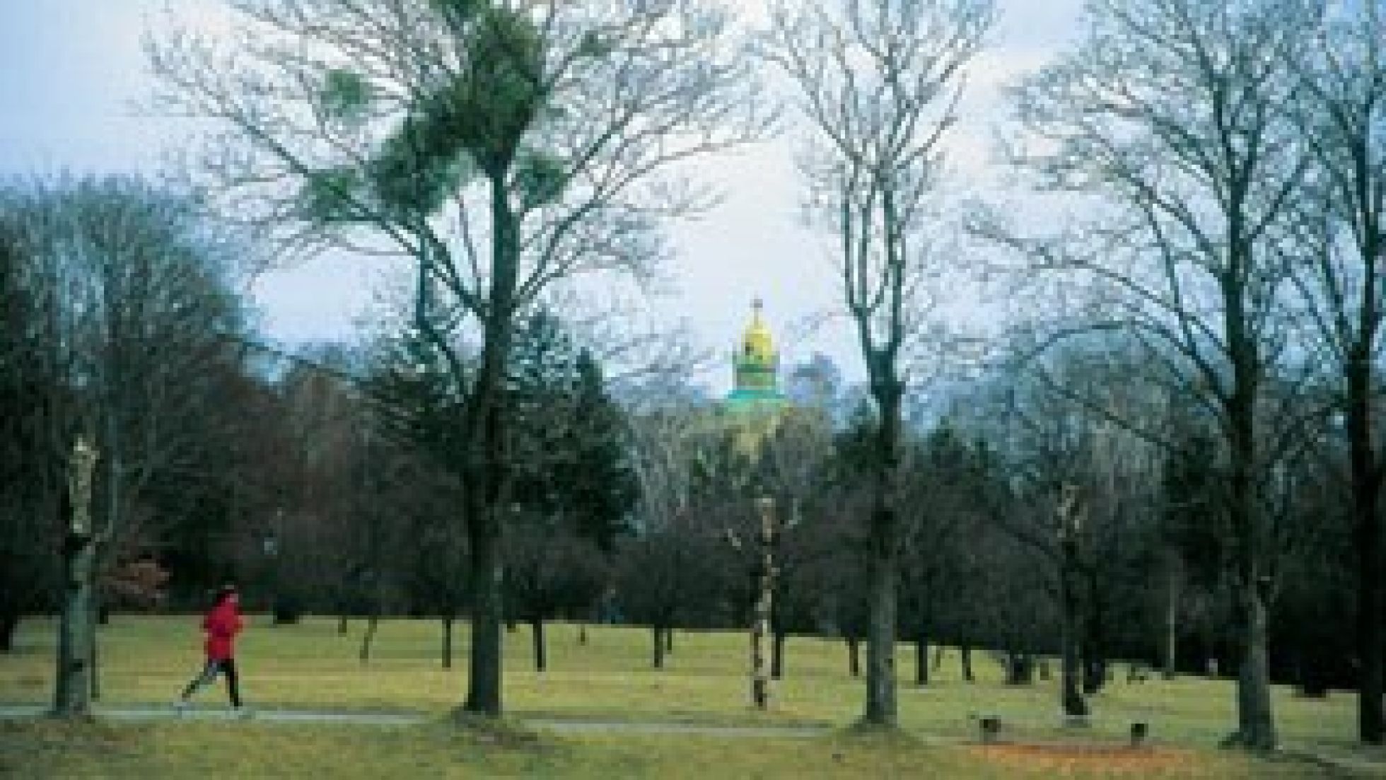 copyright: MA 49 Blick auf die Steinhofgründe