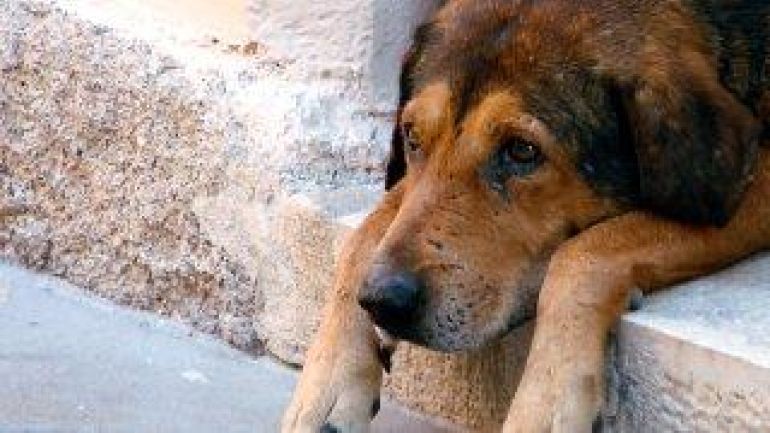 copyright: BilderBox.com traurig dreinblickender Hund