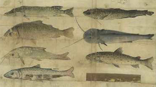 Fishing privilege granted by Maximilian I. (1506)