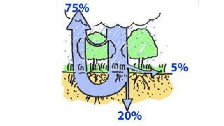 copyright: DI Christian Härtel, MA 22 Schematische Darstellung der Regenwasserverdunstung in der Natur: 75% verdunsten