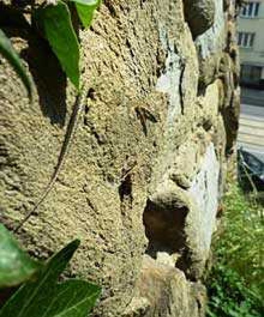 copyright: Manfred Pendl, MA 22 Mauereidechse