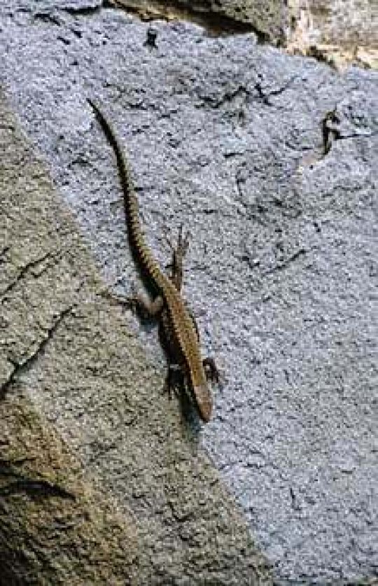 copyright: MA 22 - Manfred Pendl Mauereidechse auf einem Felsen