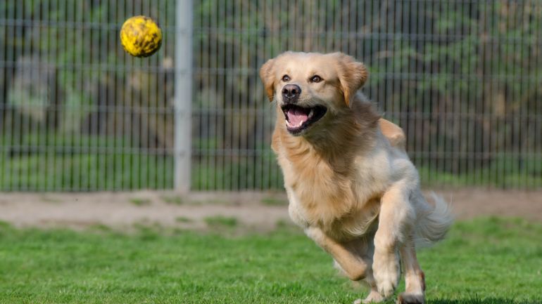 Hund läuft Ball hinterher