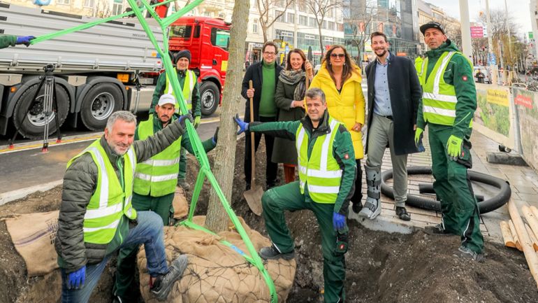 3 Stadtgärtner pflanzen einen Baum, dahinter ein Gruppe von 5 Menschen