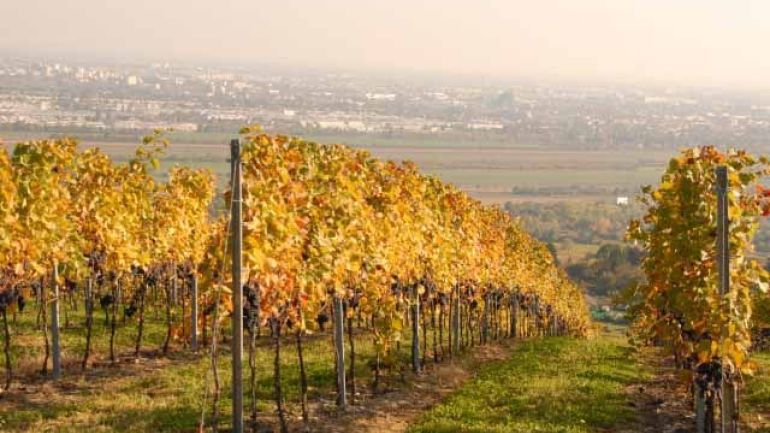 copyright: Peter Lenz Weinreben am Bisamberg, im Hintergrund zu sehen die Stadt Wien