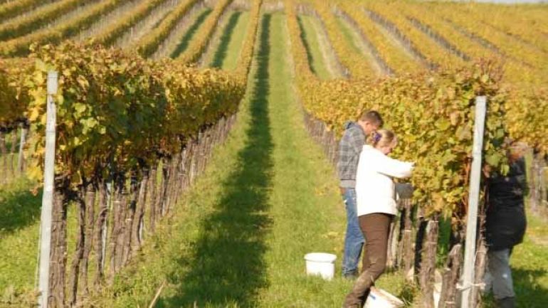 copyright: Peter Lenz Weingarten im Herbst, Mann und Frauen schneiden Trauben von Weinstöcken