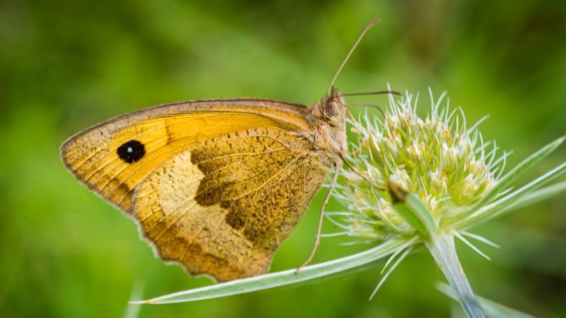 copyright: Adolf Schatten, naturlandschaftenwiens.com Nahaufnahme Schmetterling