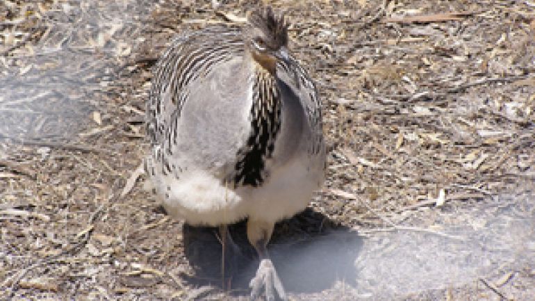 copyright: Kerry Raymond - Licensed under the GFDL by the author; GFDL-SELF-NO-DISCLAIMERS; Released under the GNU Free Documentation License. Graubraunes Thermometerhuhn