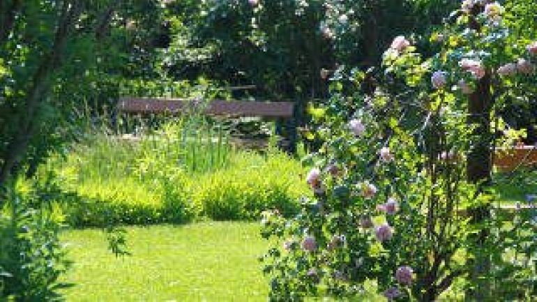 copyright: MA 42/Papp Rosafarbene Rosen im Vordergrund und im Hintergrund Bänke