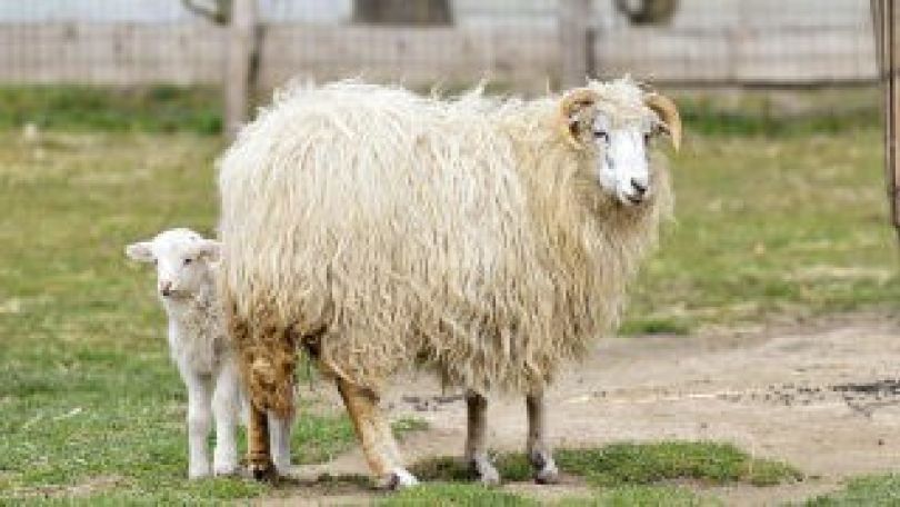 copyright: MA 42 Schaf mit seinem Lamm