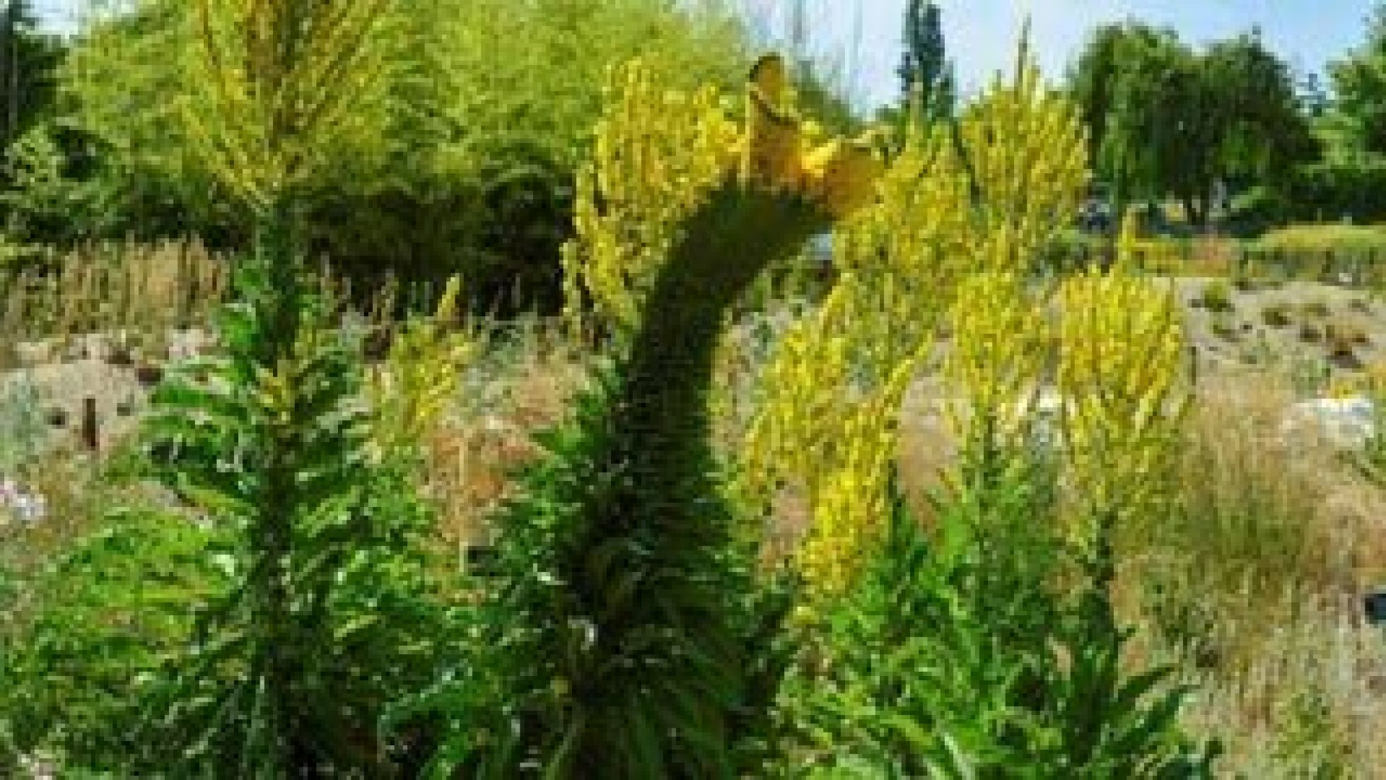 copyright: Wiener Stadtgärten Pflanze mit gelber Blüte