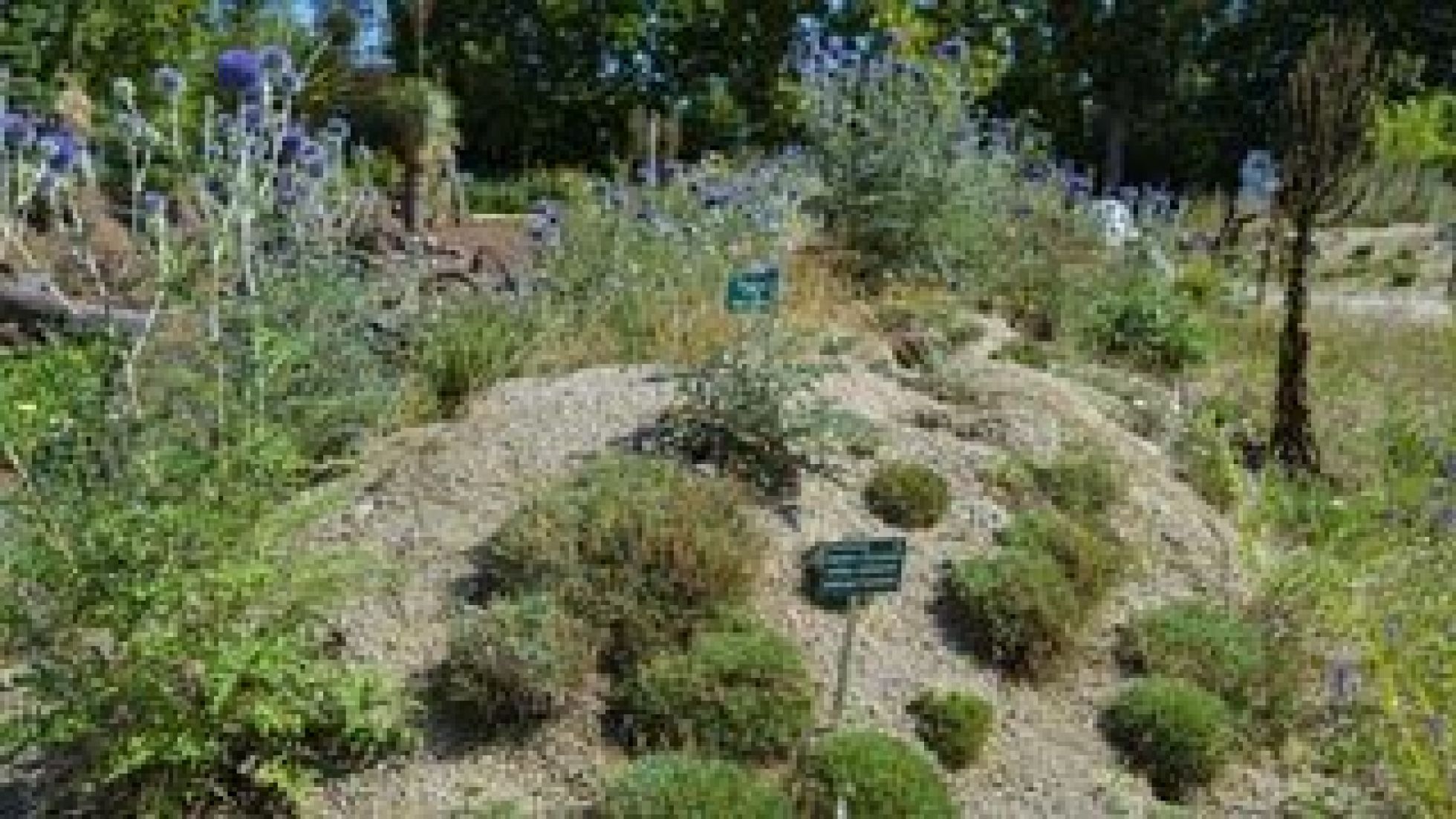 copyright: Wiener Stadtgärten Steppenlandschaft