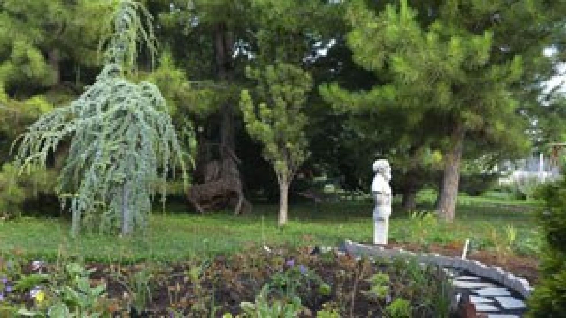 copyright: Wiener Stadtgärten Statue inmitten von Nadelgewächsen