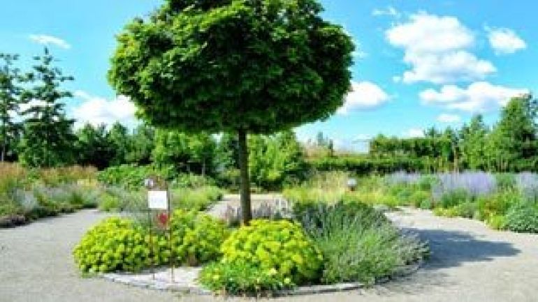 copyright: Wiener Stadtgärten Baum mit Stauden darunter