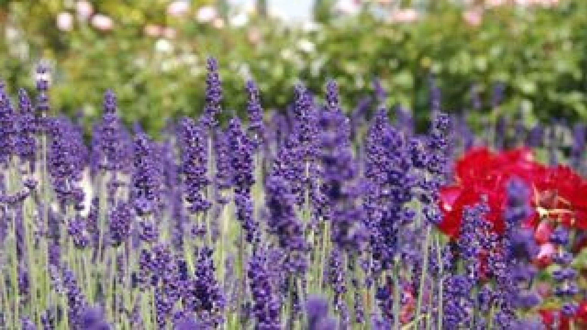 copyright: Wiener Stadtgärten Nahaufnahme von blühendem Lavendel