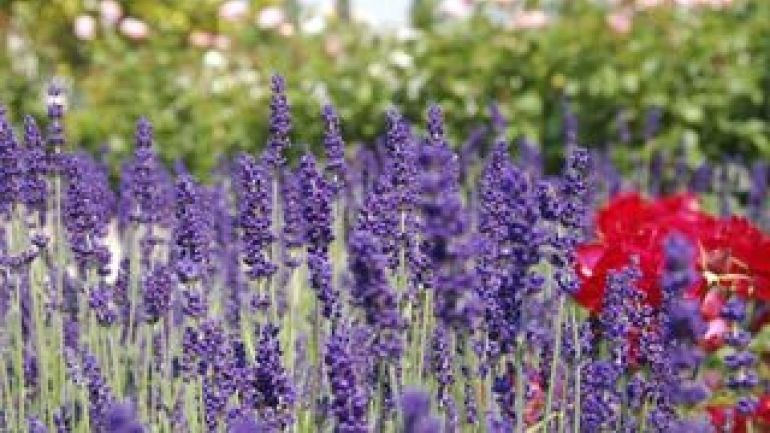copyright: Wiener Stadtgärten Nahaufnahme von blühendem Lavendel