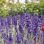 copyright: Wiener Stadtgärten Nahaufnahme von blühendem Lavendel