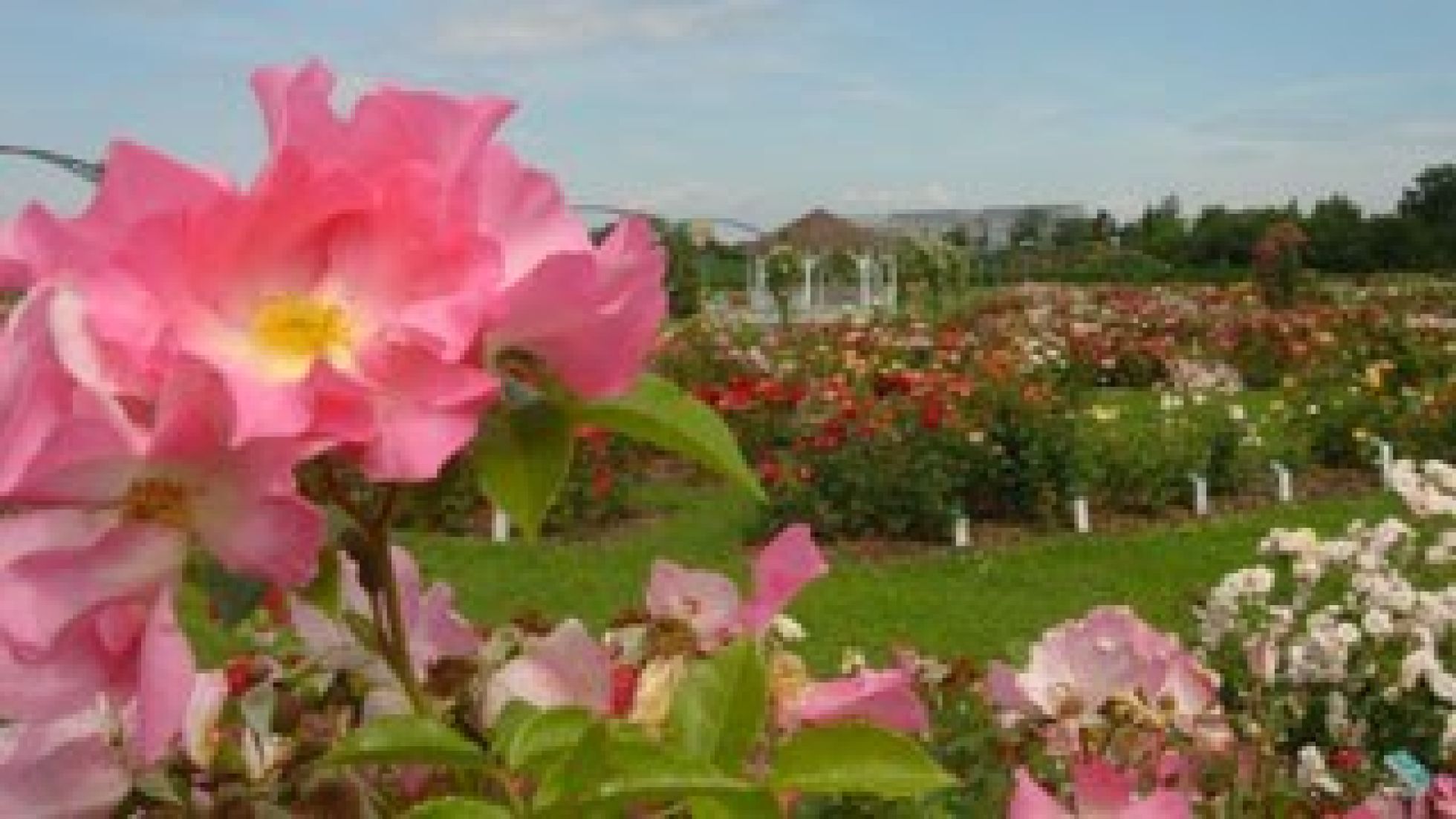 copyright: Wiener Stadtgärten Nahaufnahme von rosafarbenen Rosen