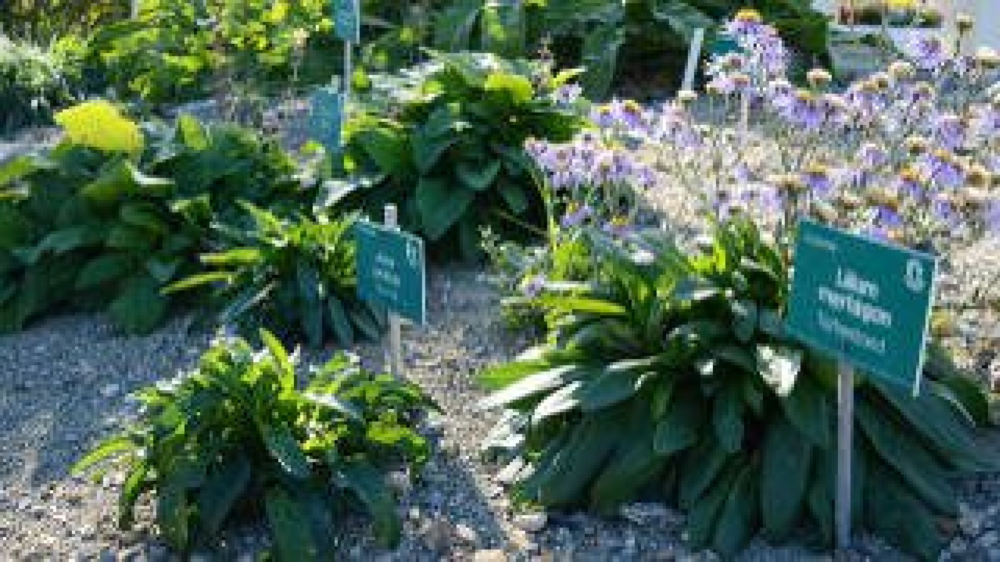 copyright: MA 42 Beet mit geschützten Pflanzen