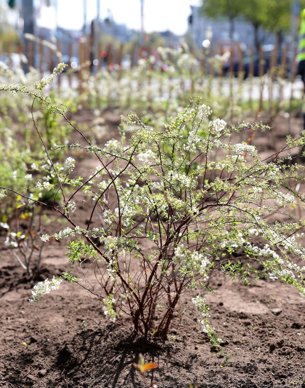 Junger Strauch, frisch gepflanzt in einem Beet mit Erde.
