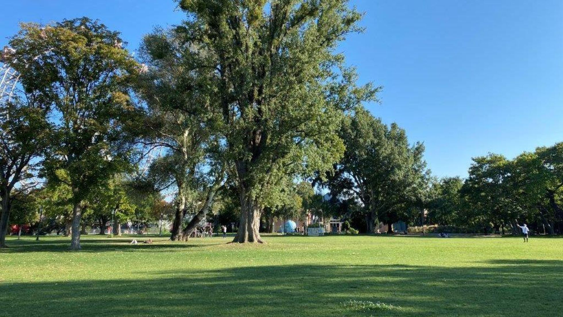 copyright: Wiener Stadtgärten Wiese mit einem hohen Baum