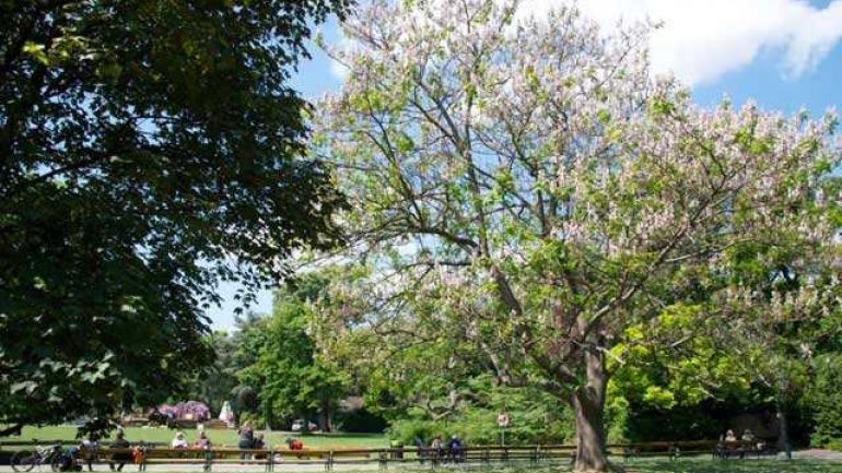copyright: Wiener Stadtgärten Blühender Baum in einem Park