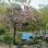 copyright: Wiener Stadtgärten/Jobst Flowering cherry tree, a pond and a small bridge