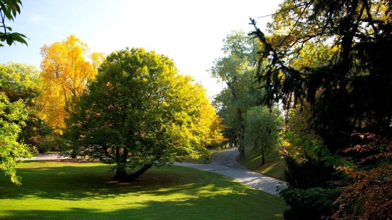 copyright: Wiener Stadtgärten/Felicitas Matern Verschieden gefärbte Laubbäume in einem Park