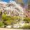 copyright: Wiener Stadtgärten/Houdek Flowering cherry trees in a japanese park