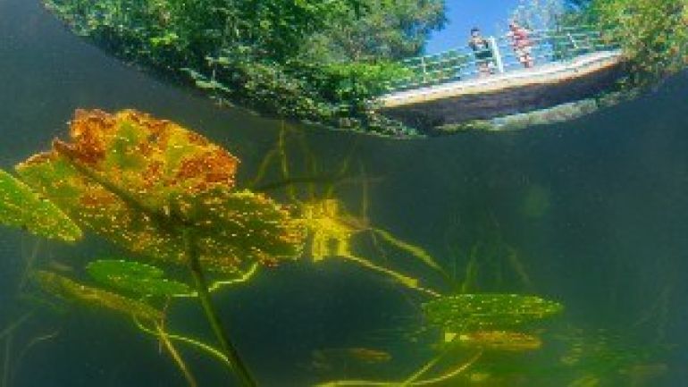 copyright: Wiener Wildnis Wasserpflanzen