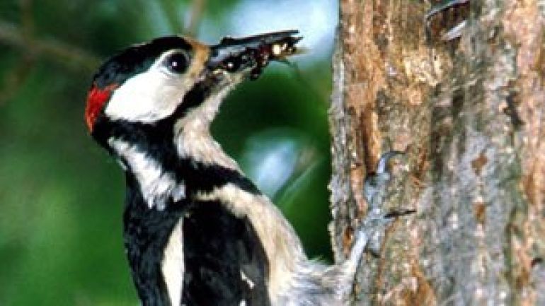 copyright: MA 49 Buntspecht