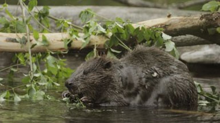 copyright: MA 49 - Forstbetrieb der Stadt Wien Biber im Wasser