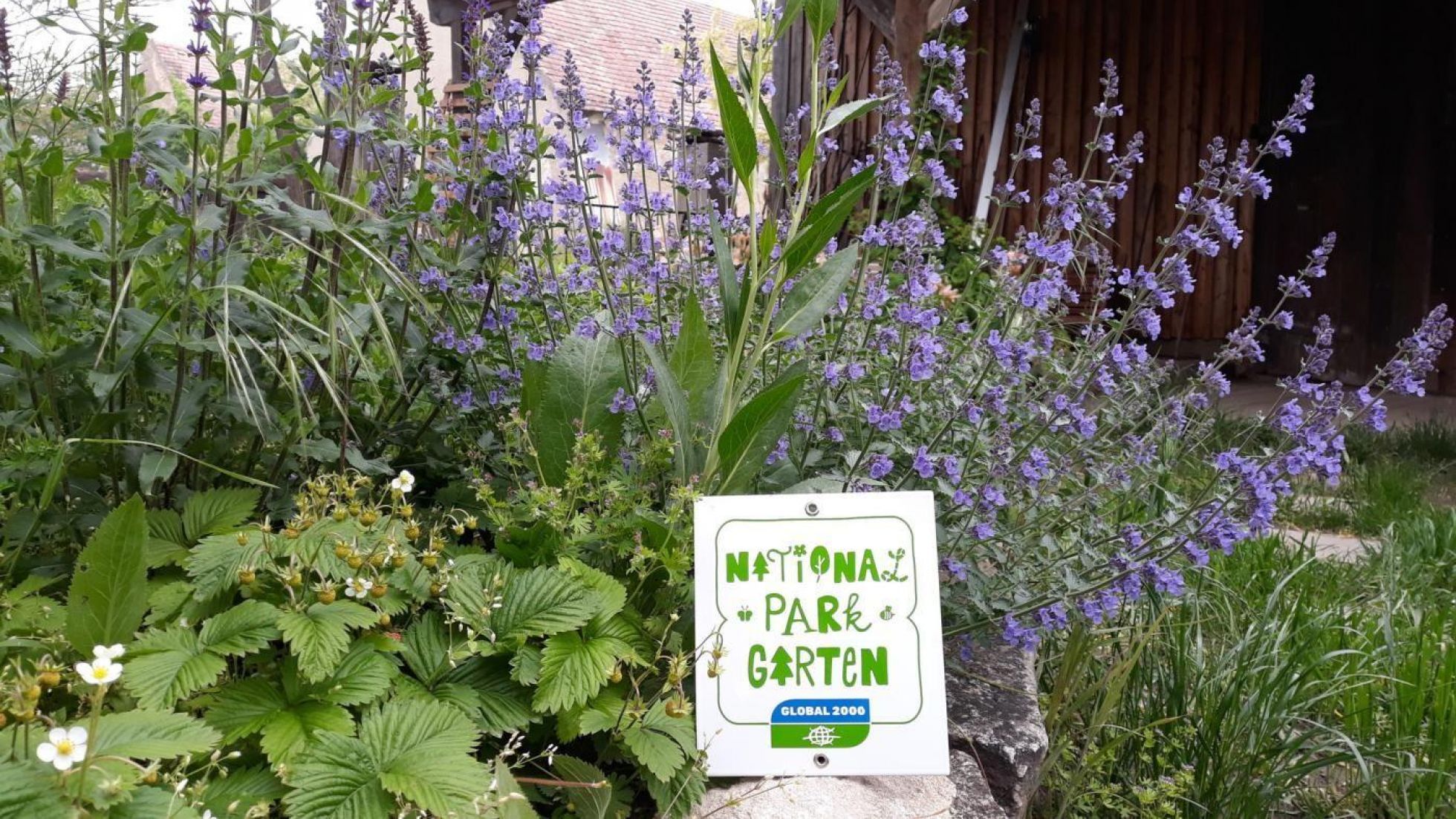 Blumenbeet mit Pflanzen wie Kräutern und Erdbeeren, im Beet steckt ein Schild mit der Aufschrift "Nationalparkgarten"