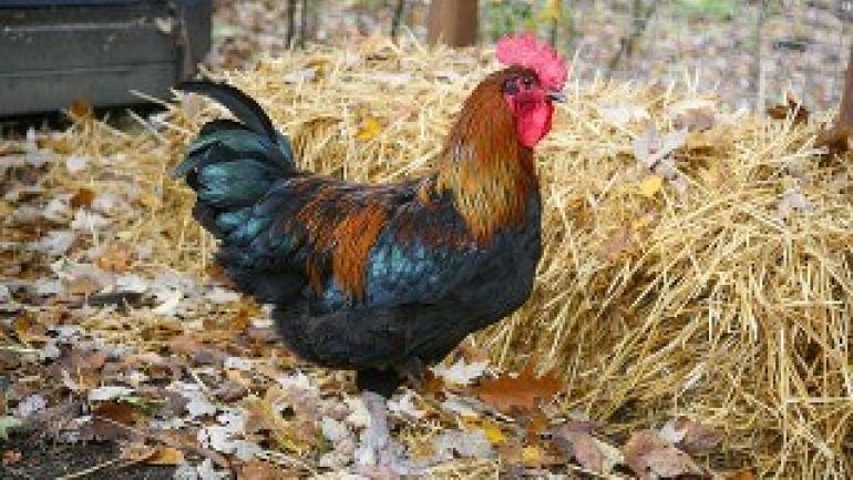 copyright: pixabay.com Hahn in Freilandhaltung