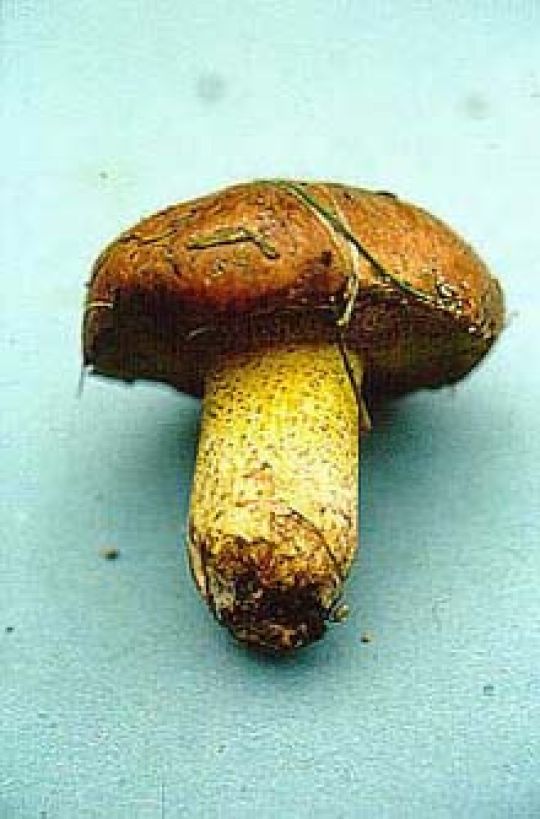 copyright: Karl Scholz Körnchen Röhrling, Schmerling, Ringloser Butterpilz