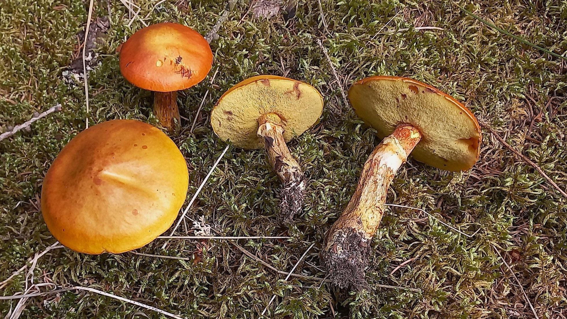 copyright: Günter Frühwirth Goldröhrling