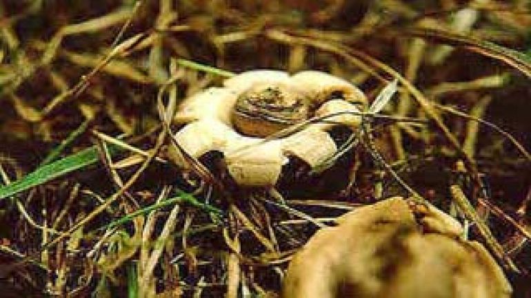 copyright: Karl Scholz Fransenerdstern, Gewimperter Erdstern