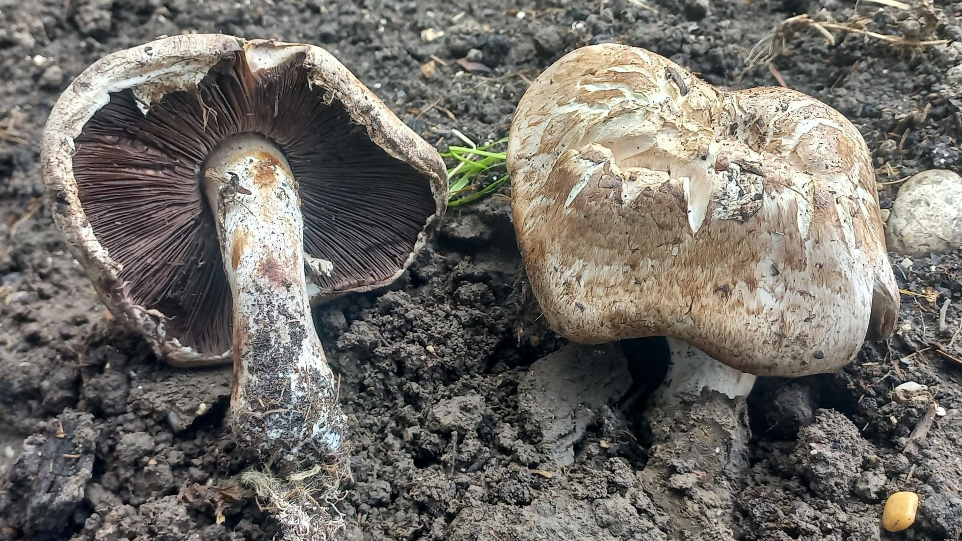 copyright: Günter Frühwirth Zuchtchampignon