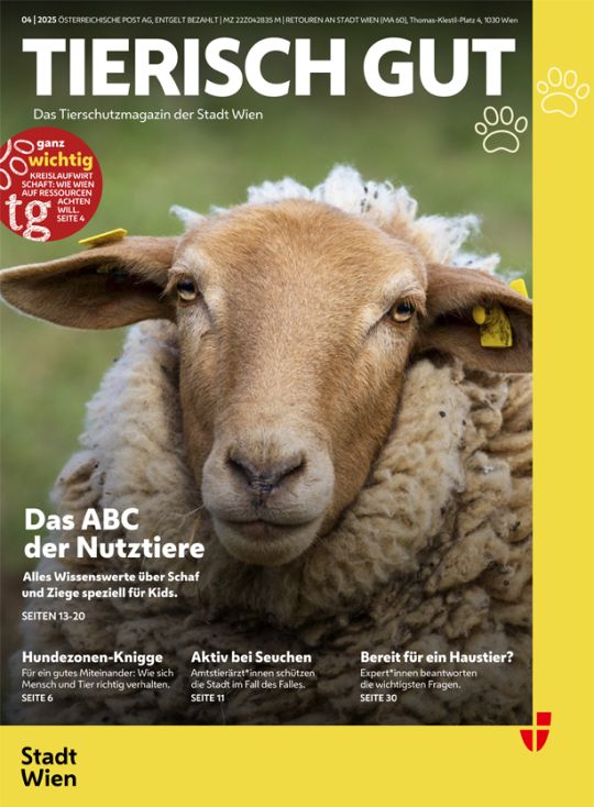 copyright: Stadt Wien - Veterinäramt und Tierschutz Kopf eines in die Kamera blickenden Schafes