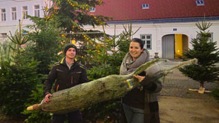 Eine Frau und ein Mann tragen einen eingewickelten Nadelbaum