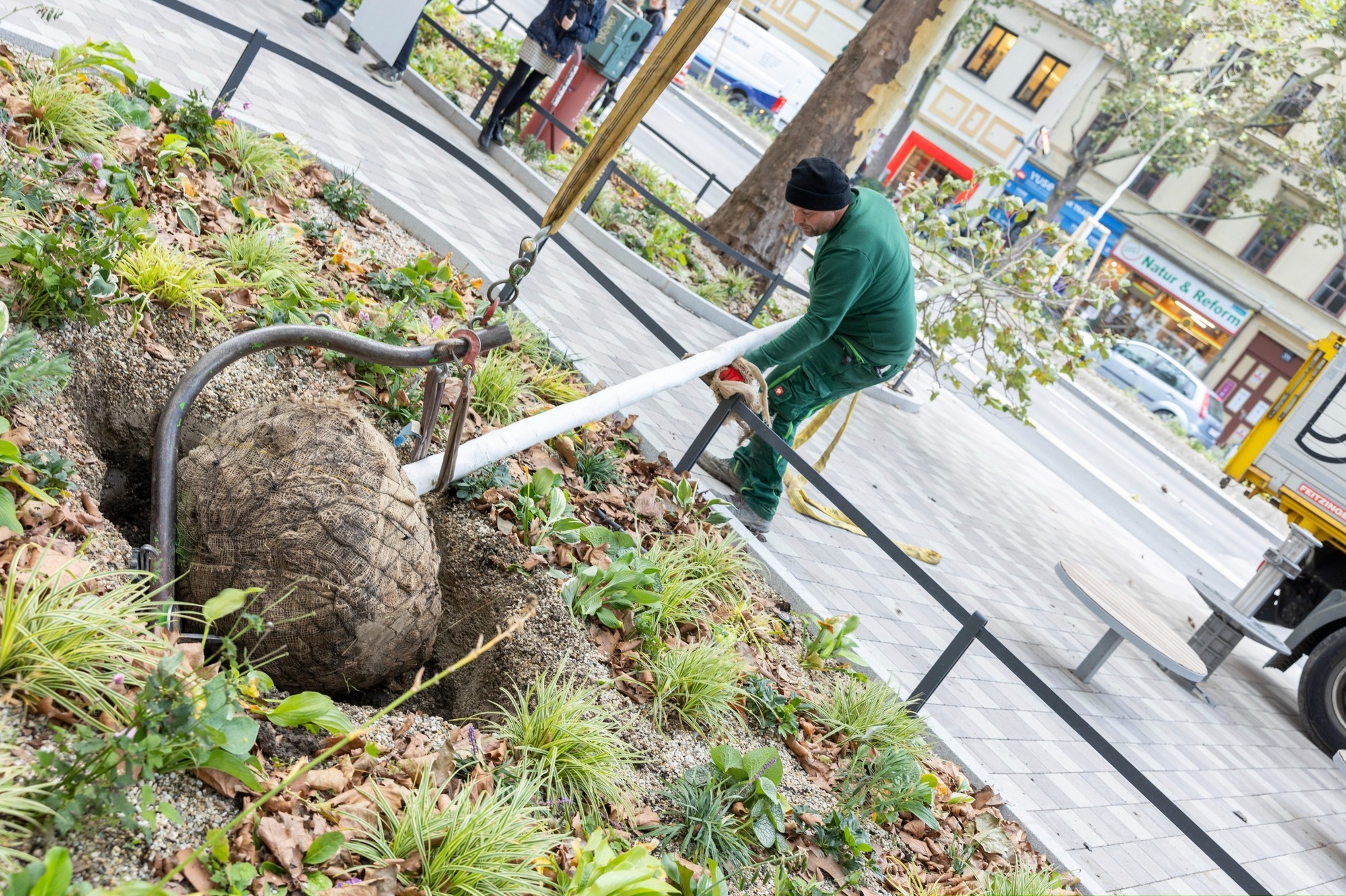 Ein Arbeiter setzt einen Baum ein