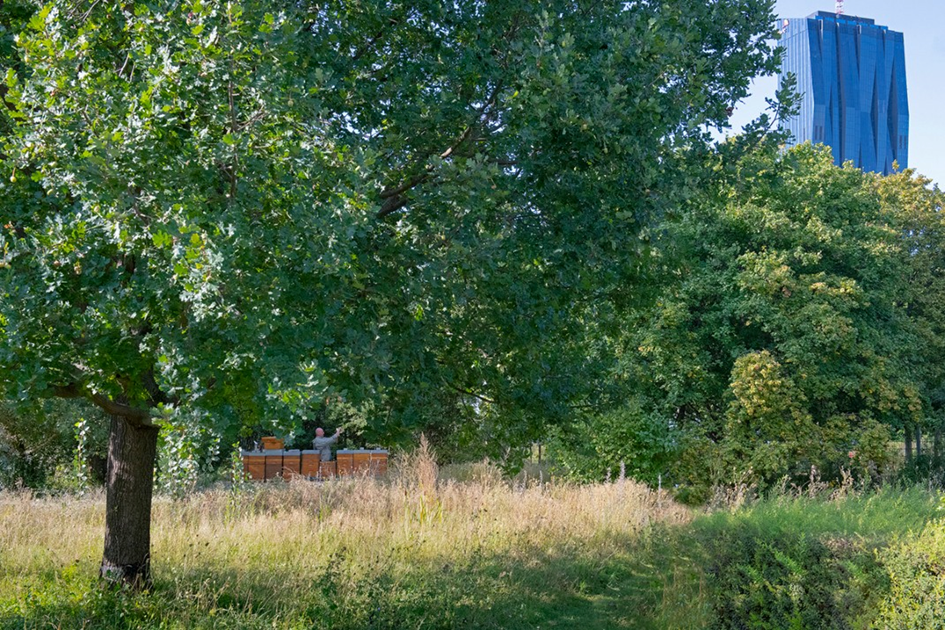 Wiese mit Bäumen. In einiger Entfernung ein hinter Bienenstöcken stehender Mann. Einer der Bienenstöcke ist geöffnet.
Copyright: Wiener Wildnis