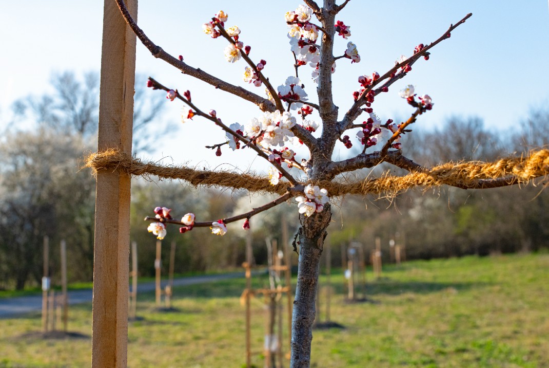 Junger Obstbaum in voller Blüte. Dahinter Wiese mit weiteren Obstbäumen
Copyright: Wiener Wildnis