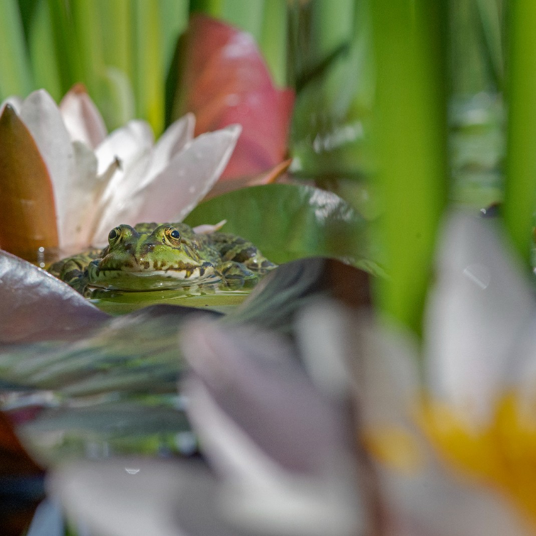 Auf Seerosenblatt sitzender Wasserfrosch
Copyright: Wiener Wildnis