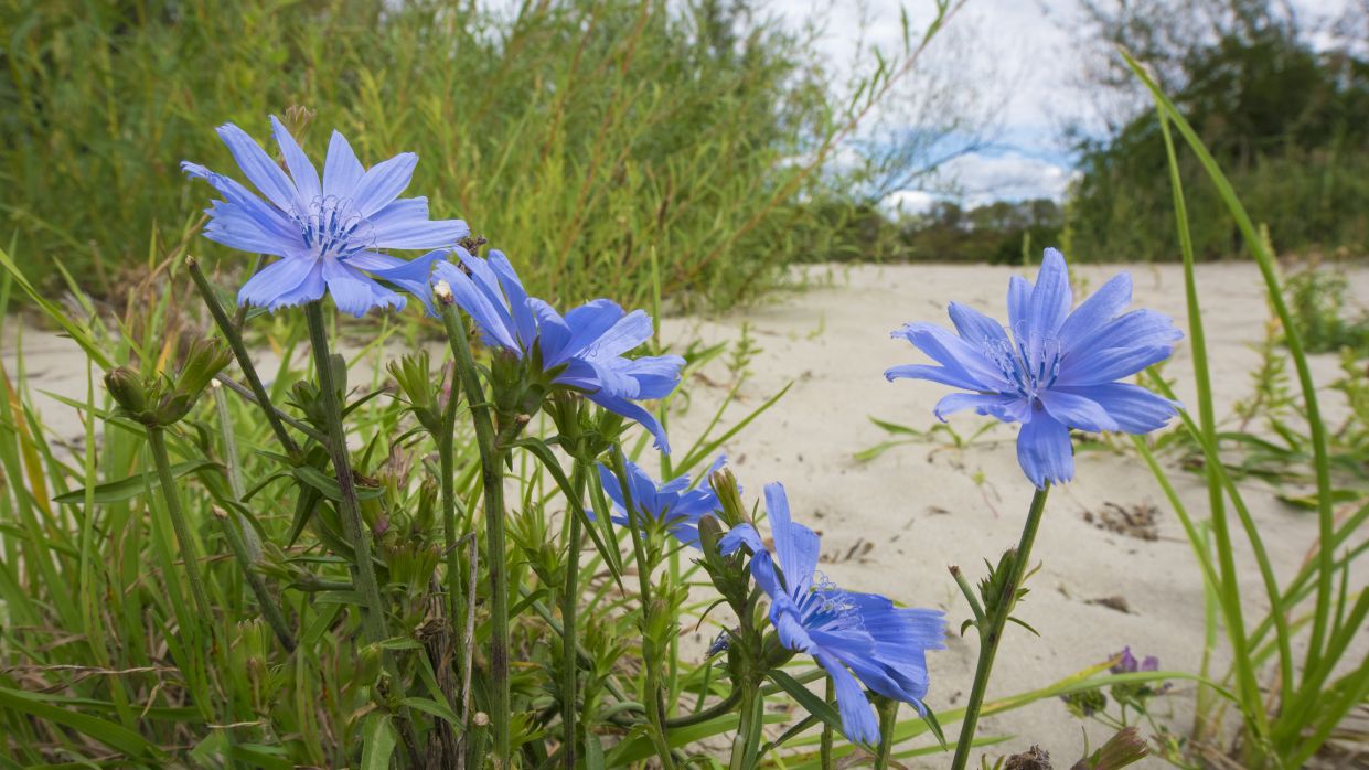 Blau blühende Blumen, dahinter ein Donau-Altarm.
Copyright: Wiener Wildnis