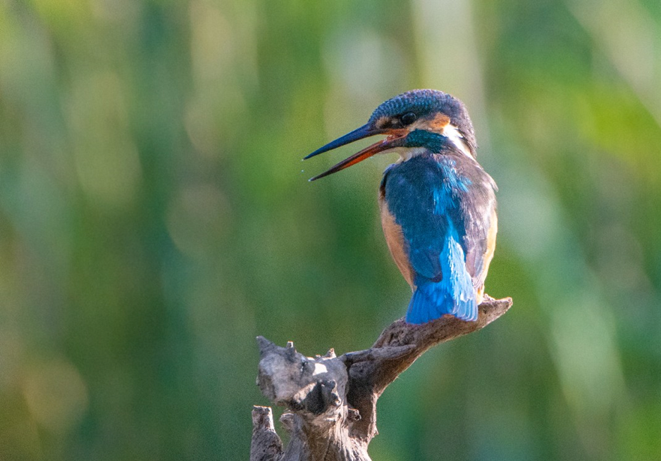 Eisvogel sitzt auf Ast
Copyright: Wiener Wildnis