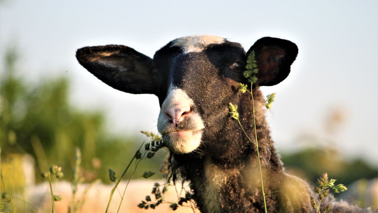 Schaf im hohen Gras
Copyright: Kablhof