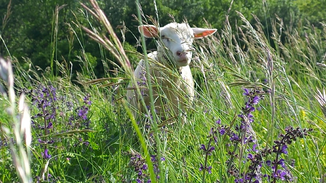 Einzelnes Schaft steht im hohen Gras
Copyright: Wiener Gewässer