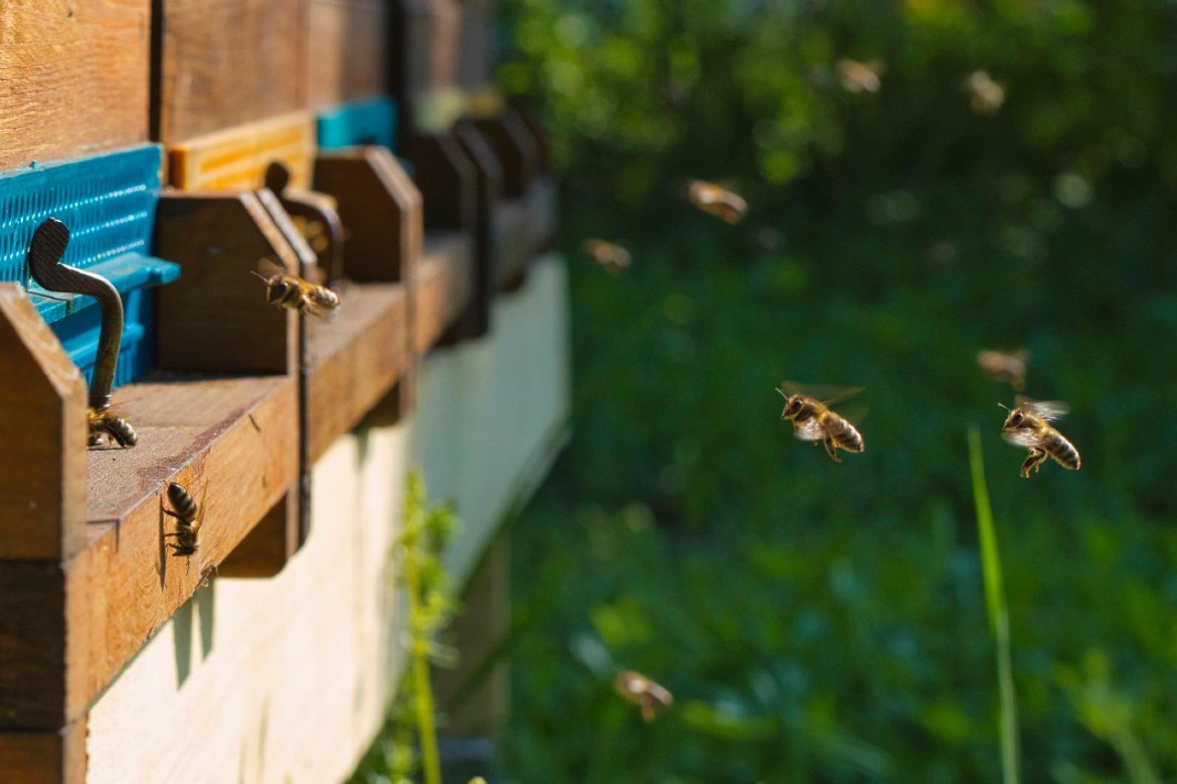 Bienen im Anflug auf Bienenstöcke
Copyright Wiener Gewässer